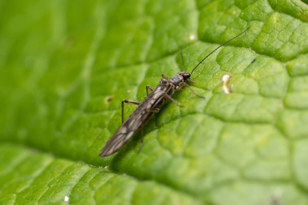 Leaf Miners: The Hidden Threat to Hydroponic Systems