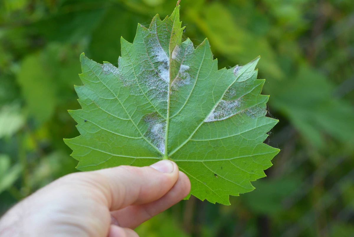 Managing Root Rot in Hydroponic Systems – NatureTech USA