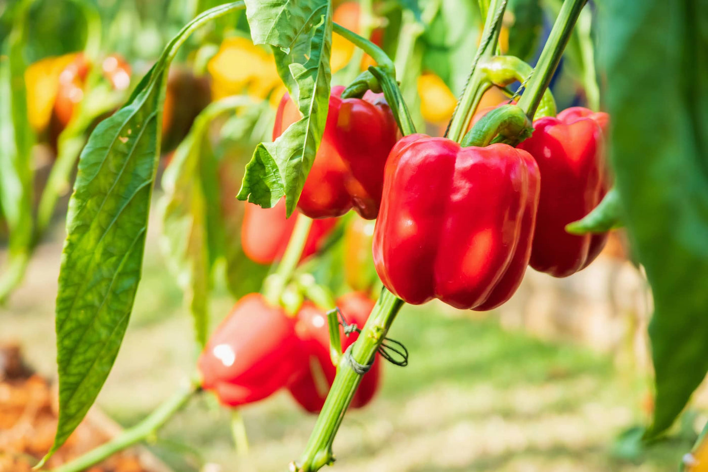 Hydroponic Bell Pepper Growing Guide: Optimal Conditions and Benefits