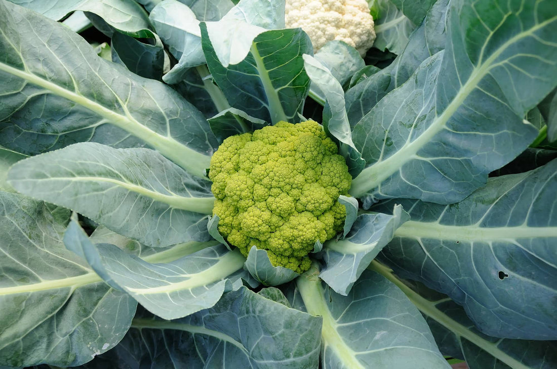 Hydroponic Cauliflower: Mastering Soil-Free Cultivation for High-Yield Harvests