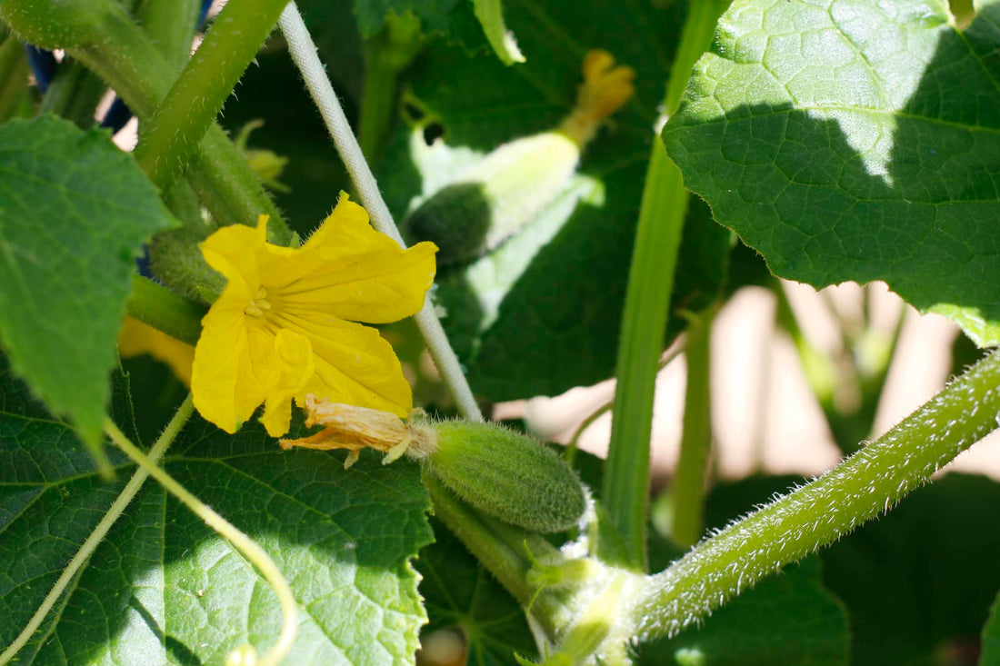Hydroponic Cucumber Growing Guide: A Step-by-Step Approach to High Yields