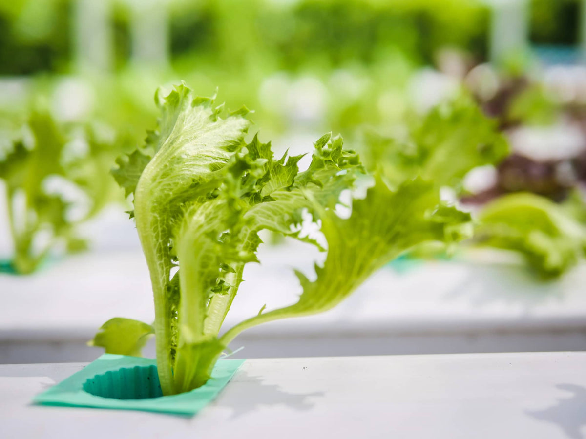 Hydroponic Lettuce: How to Grow Crisp, Nutritious Greens Year-Round
