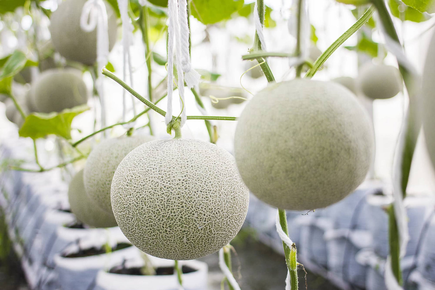 Hydroponic Melon Cultivation: Grow Sweet, Juicy Melons with Precision Farming