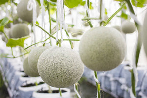Hydroponic Melon Cultivation: Grow Sweet, Juicy Melons with Precision Farming