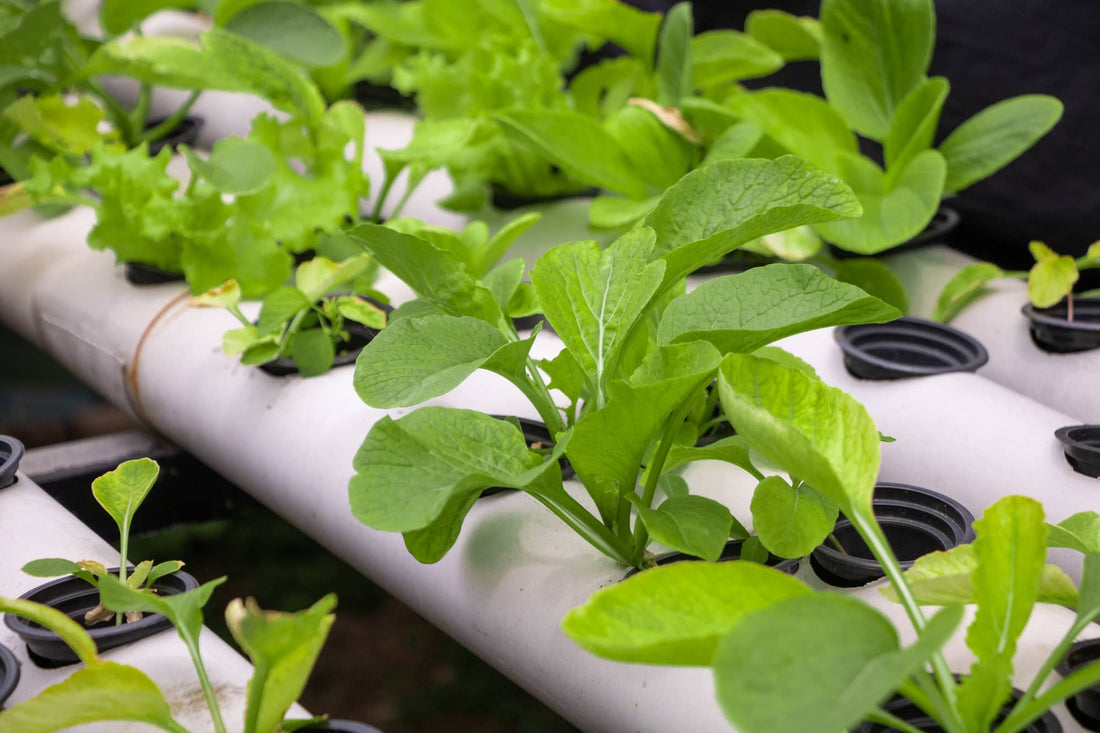 Hydroponic Spinach: A Guide to Growing Nutrient-Rich Greens