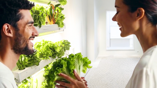 6 Reasons a Hydroponic System is the Most Romantic Gift of the Modern Age