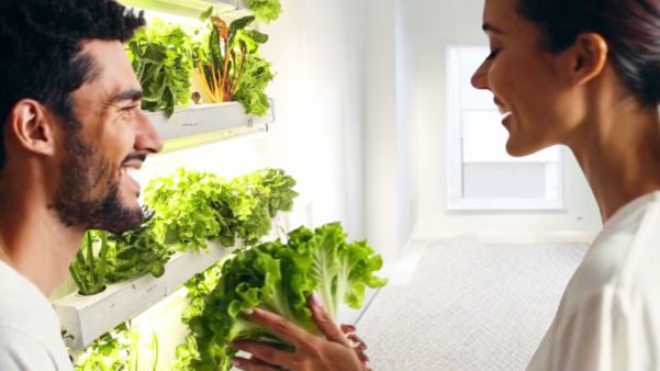 Hydroponics & Mental Health: How Urban Gardening Reduces Stress and Boosts Well-Being