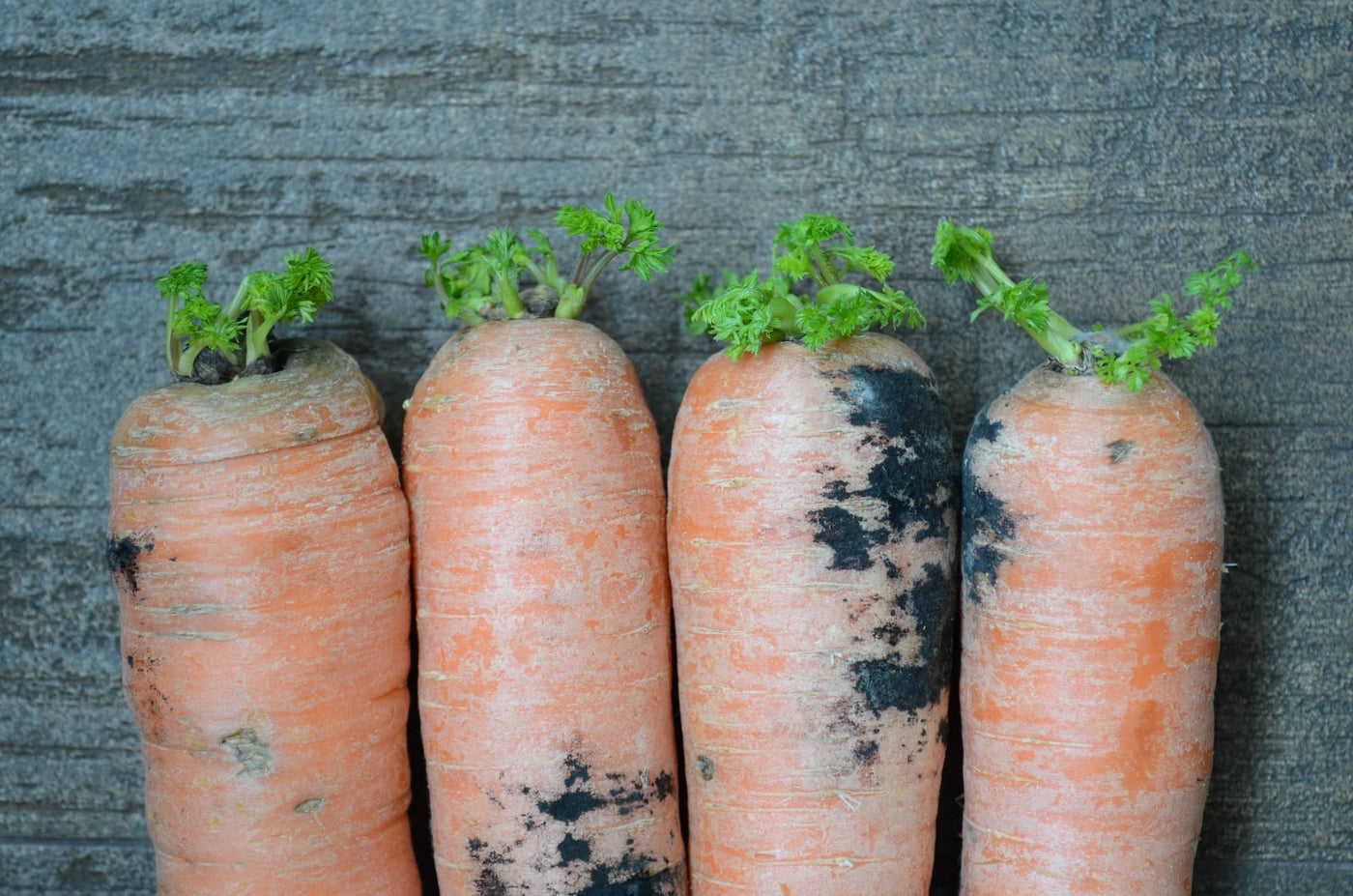 Managing Root Rot in Hydroponic Systems