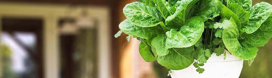 How to Determine the Right Amount of Space for Your Hydroponic Garden