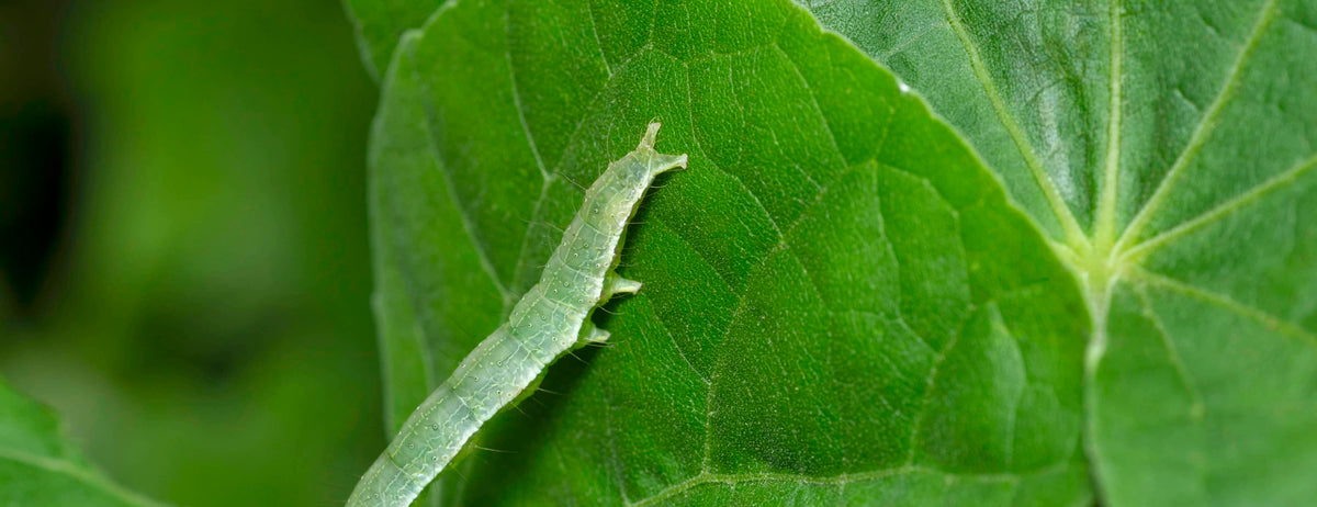 Managing Cabbage Loopers in Hydroponic Systems