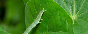 Managing Cabbage Loopers in Hydroponic Systems