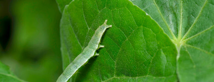 Managing Cabbage Loopers in Hydroponic Systems