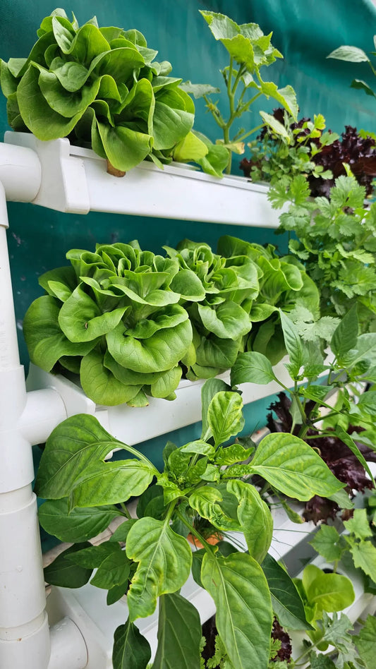 What Hydroponic System to Choose When Growing Vegetables? A Complete Guide