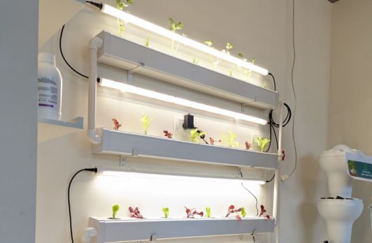 How to Balance Natural and Artificial Light and Boost Growth of Your Hydroponic Plants