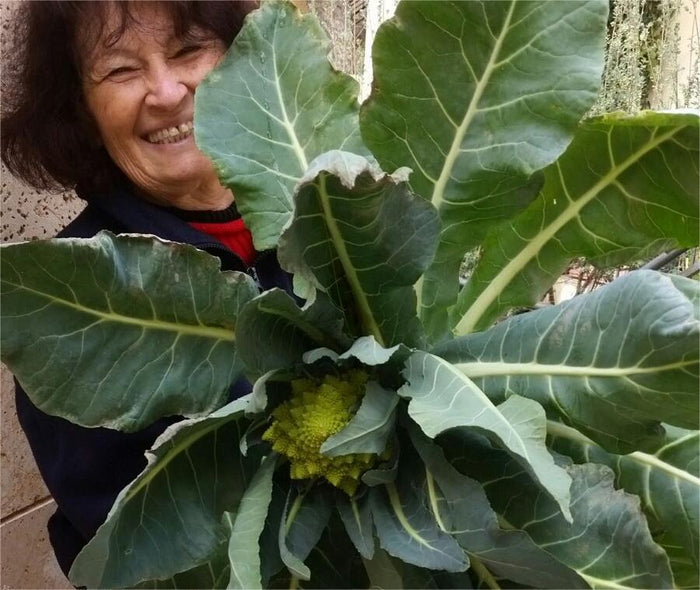 5 Surprising Ways Your Hydroponic System Is Good for Your Mental Health