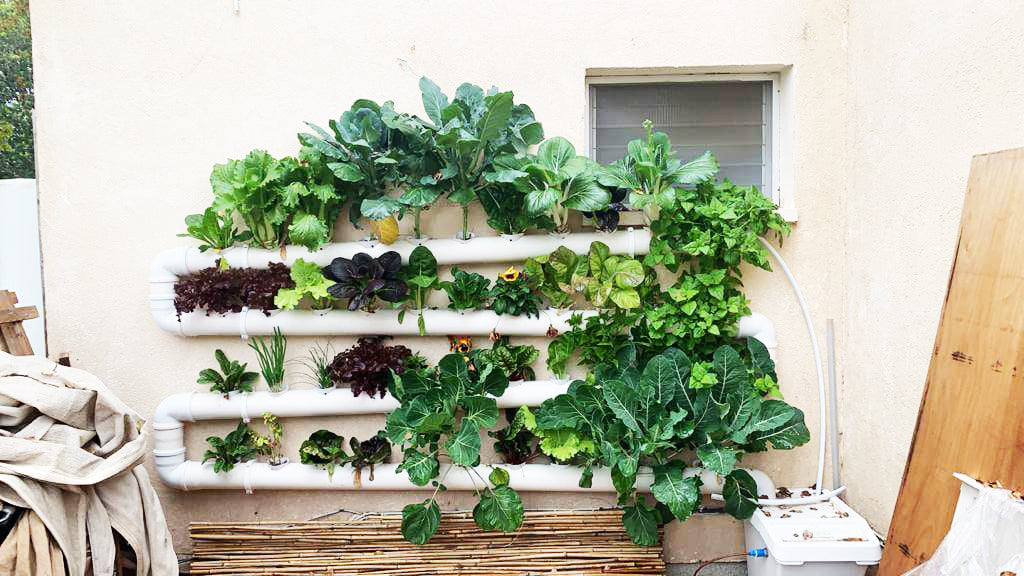 How Hydroponics Extends My Gardening Season