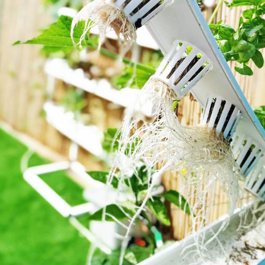 8 Reasons To Start Growing Hydroponic Vegetables Today