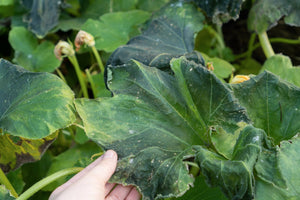 Managing Bacterial Wilt in Hydroponic Systems
