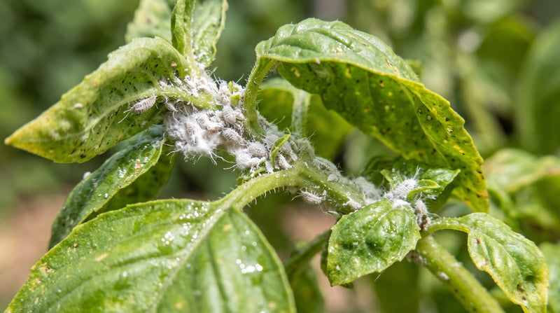 A dense colony of white, waxy mealybugs along a basil stem and the veins of a leaf.