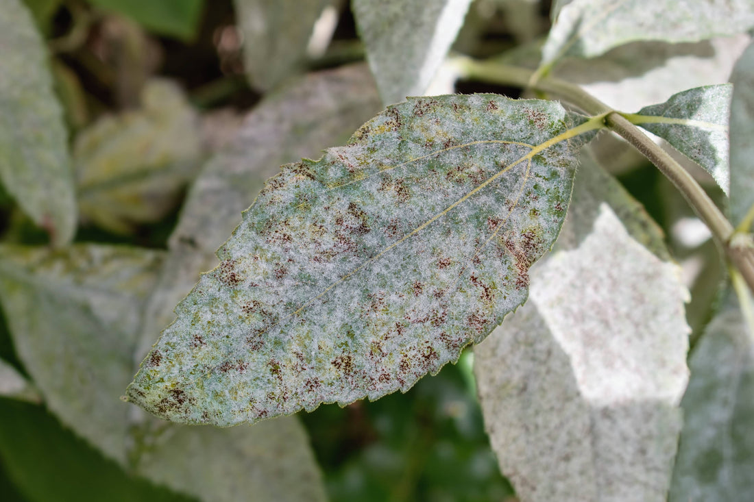 powdery mildew of tobacco Disease symptom mildew. (A, B) A representative Powdery Mildew on Vegetables |