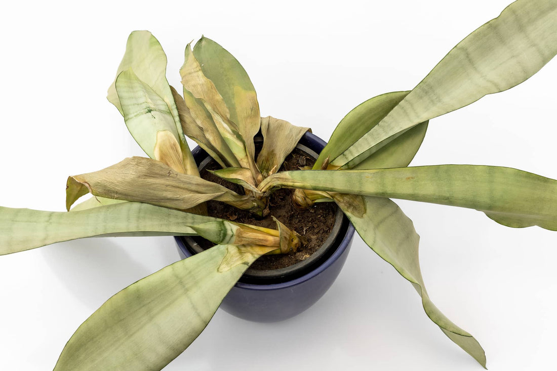 Managing Pythium Root Rot in Hydroponic Systems – NatureTech USA