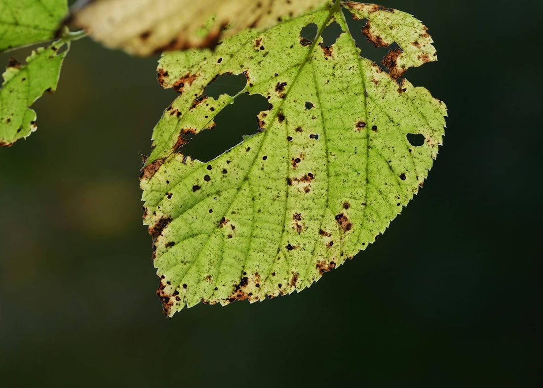 Managing Leaf Spot Diseases in Hydroponic Systems