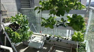 Hydroponics at Home - The Successful Grower