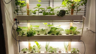 Hydroponic Impact: Health, Nutrition & Environment