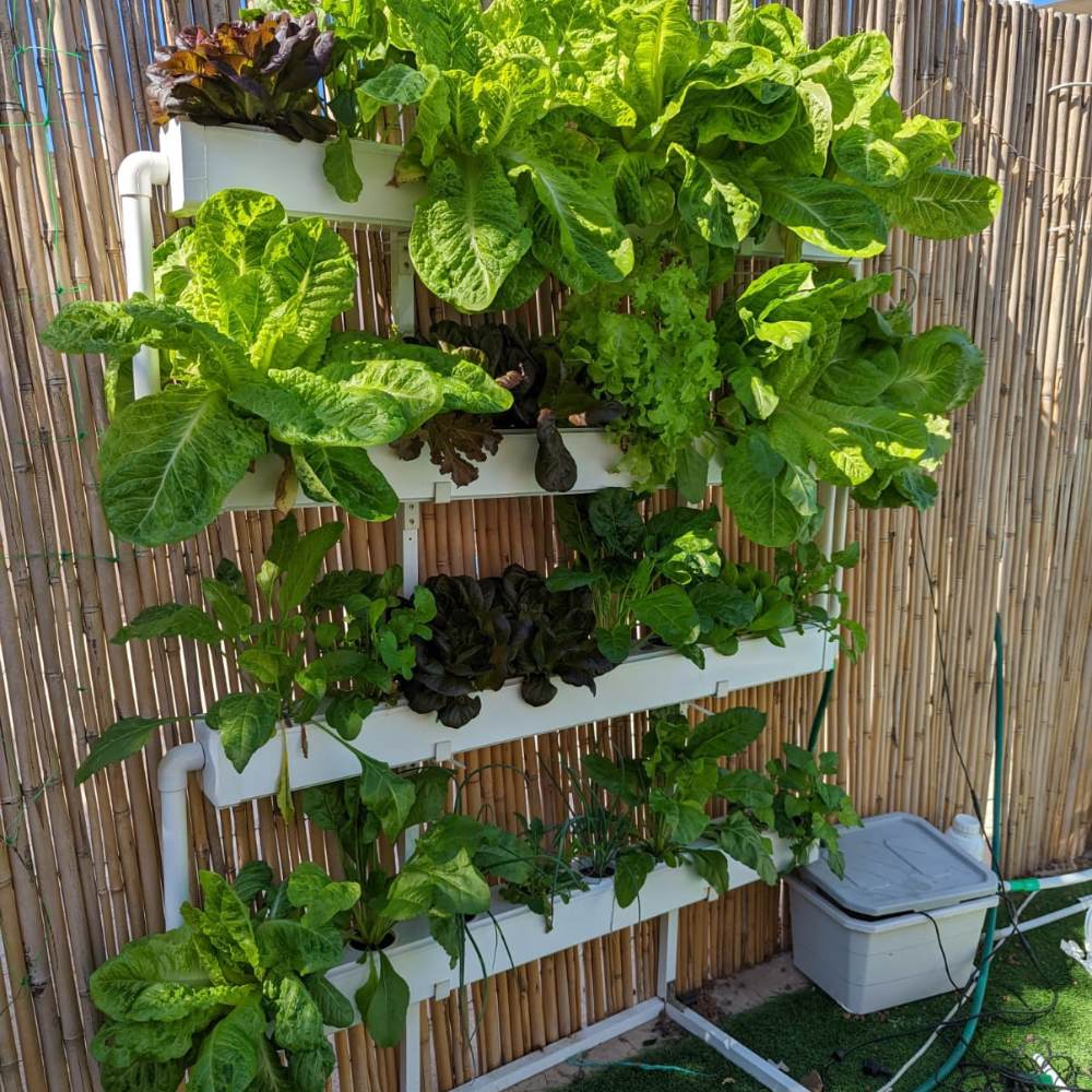 hydroponic vertical planter Wally 32 – Fixed Wall Hydroponic Gardening System