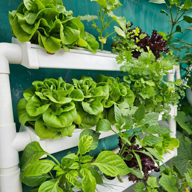 Wally 32 – Hydroponic Vertical System for Growing 32 Greens and Fruits