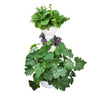 Airponic Fruit - Hydroponic Tower Garden System