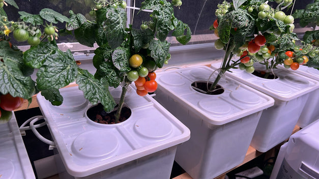 Tobato 5 – Dutch Bucket Hydroponic Growing System