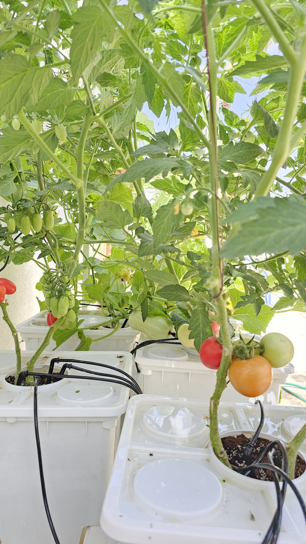 Tobato 5 – Dutch Bucket Hydroponic Growing System