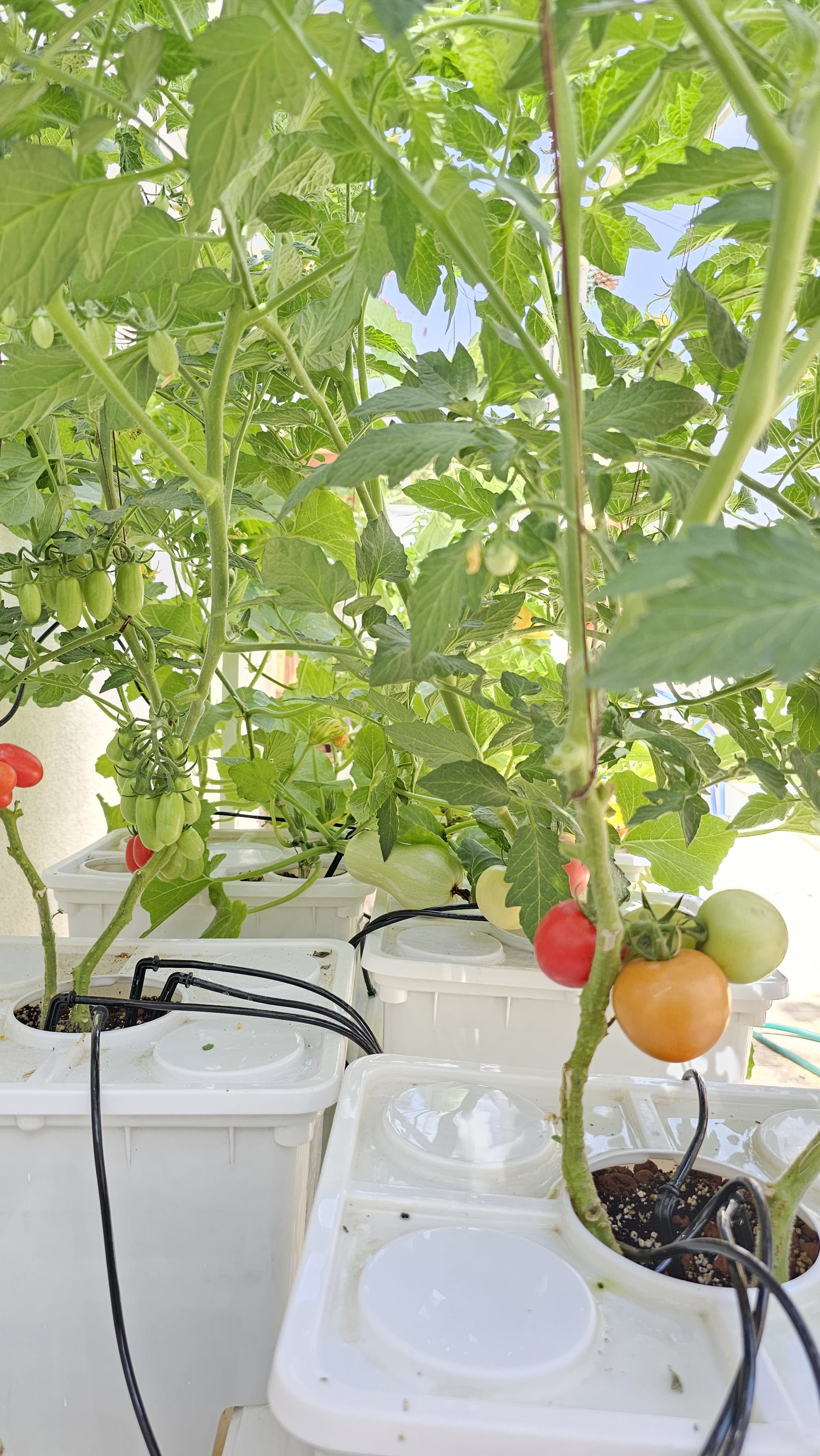 Hydroponic Tomatoes In Buckets Tobato 5 – Dutch Bucket Hydroponic