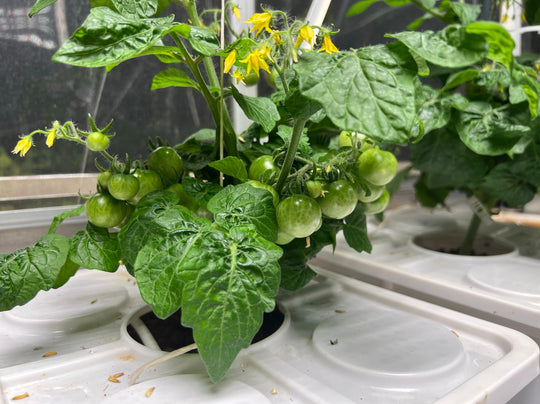 Tobato 5 – Dutch Bucket Hydroponic Growing System