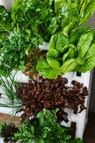 Homie Smart 28 freestanding hydroponic garden