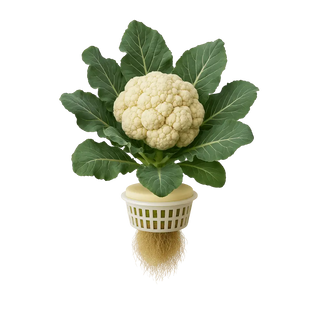 Cauliflower