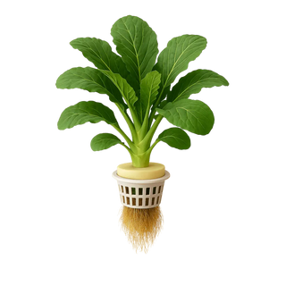 Chinese Broccoli