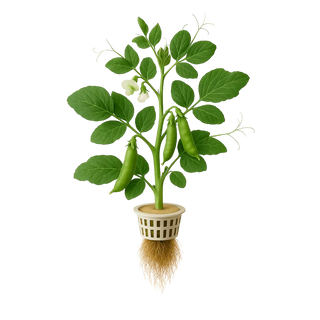 Garden Pea