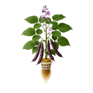 Hyacinth Bean