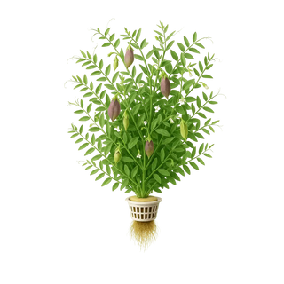 Lentil