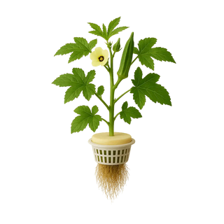 Okra