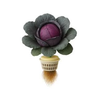 Red Cabbage