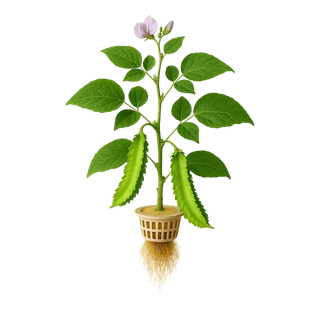 Winged Bean