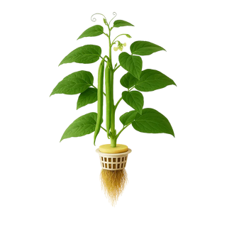 Yardlong Bean