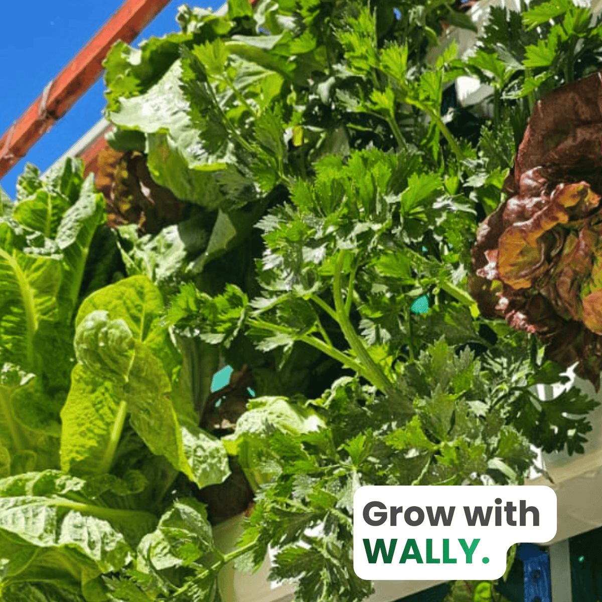 Wally Smart