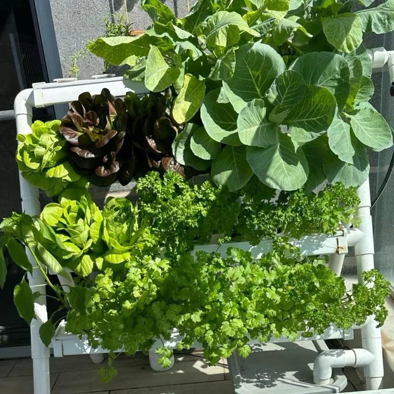 Homie hydroponic system growing in a real home