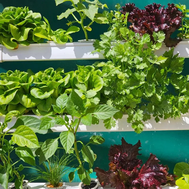 Homie hydroponic system growing in a real home