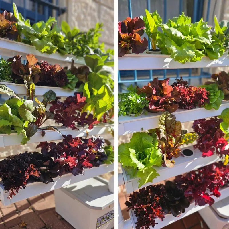 Homie hydroponic system growing in a real home