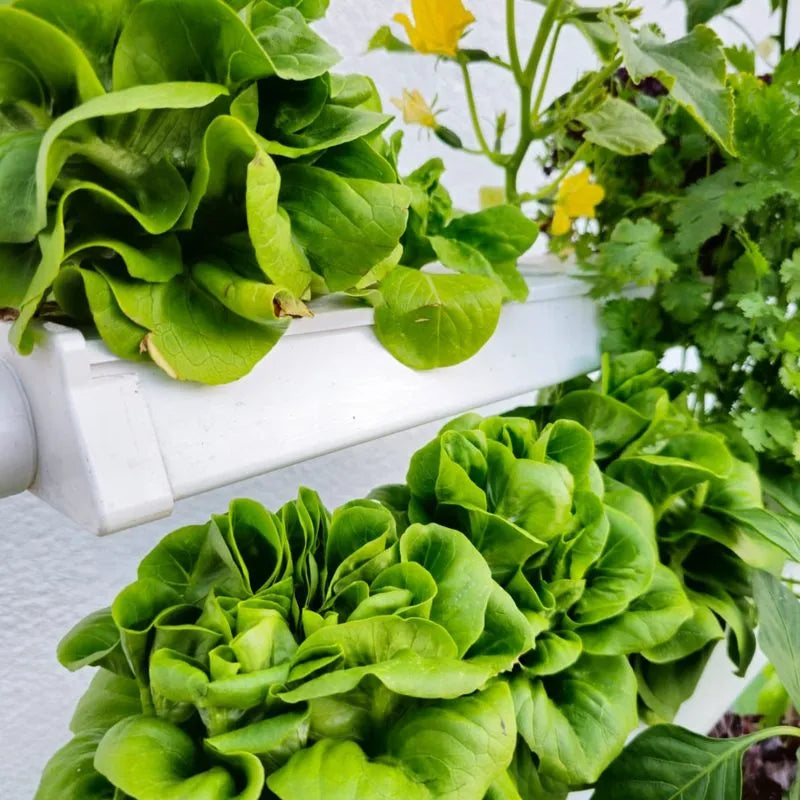 Homie hydroponic system growing in a real home